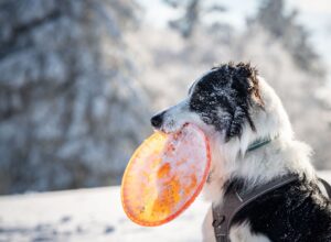 Toben im Schnee: Landen Eisklumpen im Magen, kann das für den Hund unangenehm werden.