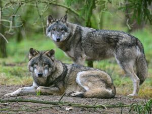 Der Hainich ist offiziell zum Wolfsterritorium erklärt worden. Dort ist ein Wolfspaar heimisch. (Symbolbild)