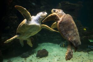 Unechte Karettschildkröten leben in fast allen gemäßigten und subtropischen Regionen des Atlantiks, Pazifiks und Indischen Ozeans sowie im Mittelmeer. (Archivbild)