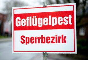 Um eine Ausbreitung der Tierseuche zu verhindern, wurde der Bestand von 12.000 Legehennen in einem Betrieb in Friesland getötet. (Symbolbild)