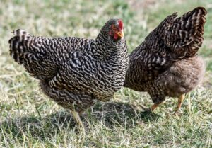 Mechelner-Hühner sind zwar groß, gelten aber dennoch als anfängerfreundlich.