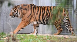 Die beiden Frankfurter Sumatra-Tiger Cinta und Emas (hier im Bild) haben erneut Nachwuchs bekommen. (Archivbild)