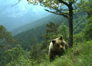 Mehrfach gab es im Trentino Attacken von Bären auf Menschen. (Symbolfoto)