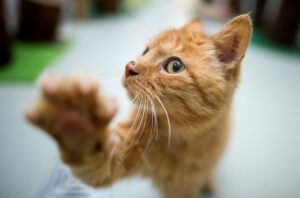 Beißen, kratzen, putzen: Wer eine Verhaltensauffälligkeit bei seiner Katze bemerkt, sollte der Ursache auf den Grund gehen.