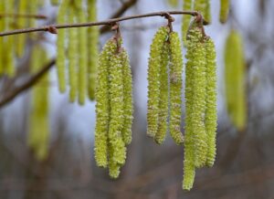 Mit der Haselblüte beginnt der Vorfrühling. (Foto Archiv)