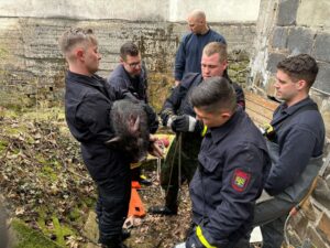 Auszubildende der Feuerwehr haben in Hagen ein junges Hausschwein aus einem Bach gerettet.