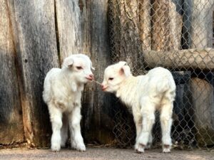 Sie wirken schon recht kuschelig: zwei der drei Kaschmirziegen, die jüngst im Erfurter Zoo geboren wurden.