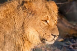 Ravi wird bald im Zoo von Kolmarden in Schweden ein neues Zuhause finden.