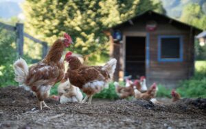 Um Hühner zu halten, braucht man kein landwirtschaftliches Anwesen - ein Garten reicht vollkommen aus.