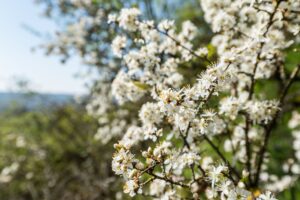 Steigende Temperaturen und blühende Sträucher: Am 1. März beginnt zumindest meteorologisch der Frühling. (Archivfoto)