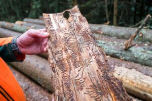 Borkenkäfer legen in der für den Baum lebenswichtigen Bastschicht Gänge an. Dadurch stirbt dieser irgendwann ab. (Archivbild)