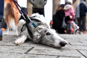 Galgos sind spanische Jagdhunde.