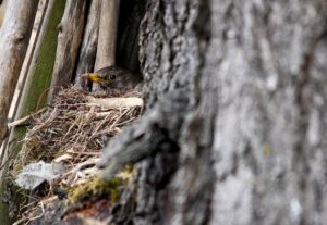 Vögel, wie diese Amsel hier, sind während der Brut- und Setzzeit besonders schutzbedürftig. (Symbolbild)