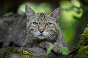 Eine Wildkatze ist von einer normalen Hauskatze für den Laien kaum zu unterscheiden. (Archivfoto)