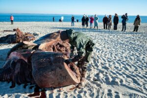 Experten hatten den Pottwal auf Sylt geborgen und zerlegt - in speziellen Kisten wurden die Proben des Wal-Kadavers auf das Festland gebracht. (Archivbild).