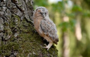 Vogelschützer des LBV beobachteten im Februar weniger Waldkäuze im Nymphenburger Schlosspark. (Archivbild)