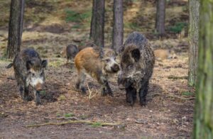 Wildschweine haben das Autobahnkreuz Lübeck für mehrere Stunden lahmgelegt.