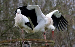 Unter anderem beim Vogelpark Marlow sind auch im Winter flugfähige Störche anzutreffen. Sie nutzen gerne das Futter im Vogelpark als Nahrungsquelle.