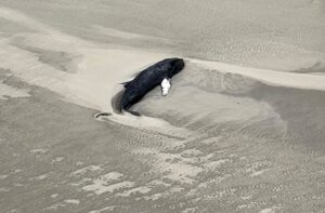 Der tote Buckelwal liegt im Sand in einer Senke.