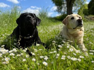 Sind zwei besser als einer? Mehr Hunde bedeuten mehr Freude, aber auch mehr Aufwand.