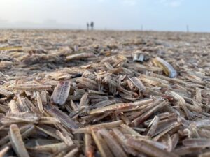 Die toten Muscheln bedecken den ganzen Strand.