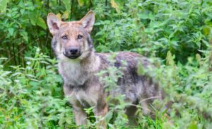 Ein junger Wolf im Wisentgehege Springe. Im Januar töteten Wölfe insgesamt fünf Schafe in Schleswig-Holstein. (Archivfoto)