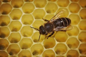 Erste Bienen sind in Hessen unterwegs. (Archivbild)