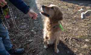 Einen unkastrierten Rüden sollte man in Gegenwart einer läufigen Hundedame lieber an die Leine nehmen.