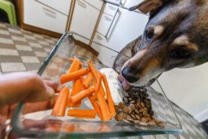 Möhren statt Fleisch: Wenn Halter auf Ausgewogenheit achten, können sie ihren Hund auch vegan ernähren.