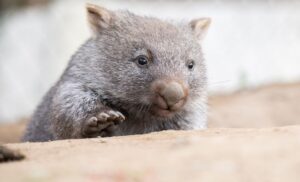 Tierschützer fürchten, dass das Wombat-Baby bei der Aktion verletzt wurde. (Symbolbild)