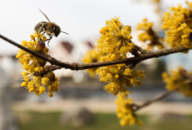 Blüten wie die der Kornelkirsche bieten Bienen im zeitigen Frühling Nahrung. (Archivbild) Foto: Thomas Warnack/dpa