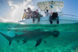 In den Gewässern der Bahamas gibt es für die Tiere reichlich Beute.