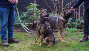 Die Ausbildung zum Spürhund ist harter Arbeit