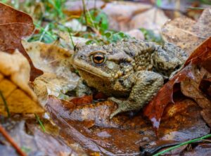 Amphibien wandern auch in diesem Frühjahr quer durch das Chemnitzer Stadtgebiet zu ihren Laichplätzen. (Symbolbild)