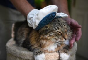 Fast wie eine Massage: Handschuhe mit Kunststoffnoppen schonen die empfindliche Tierhaut und lösen lockere Haare.