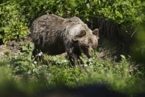 Ein Braunbär in einem slowakischen Gebirgstal. In der Slowakei gibt es mehr als tausend frei lebende Braunbären. (Archivbild)