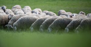 Eine Schafherde wurde vom Veterinäramt in Obhut genommen. (Symbolbild)