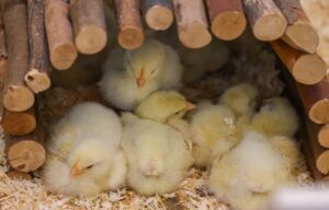 Einige der insgesamt 145 auf einem Feld ausgesetzten Küken erholen sich in einem provisorischen Gehege im Tierheim Leipzig.