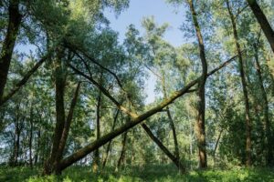 Der Vollhöfner Wald ist Hamburgs 38. Naturschutzgebiet (Archivbild).