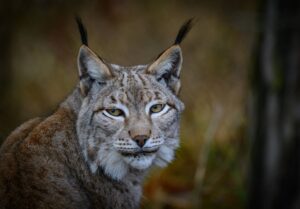 Ein durch das Land streifender Luchs ist in Baden-Württemberg überfahren worden.(Archiv)