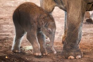 Elefanten-Geburt im Kölner Zoo: Elefanten-Junge ist topfit.