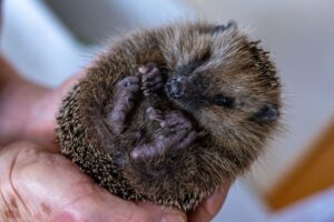 Nach dem Winterschlaf sind Igel ausgehungert. Doch früh im Jahr finden sie noch nicht genug zu fressen. (Symbolfoto)