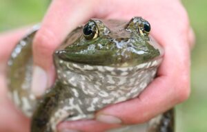 Ochsenfrösche sind eingewandert und eine Gefahr für hiesige Fauna. (Archivbild)