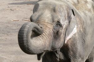 Der Hamburger Tierpark Hagenbeck trauert um seine Elefantenkuh Shandra.