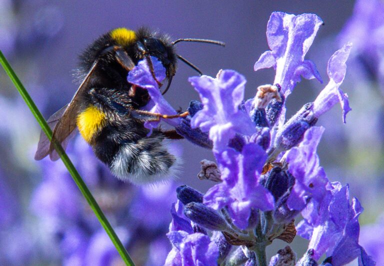 Wer mitmachen will, kann wieder Hummel-Bilder in einer App hochladen. (Symbolbild)  Foto: Jens Büttner/dpa