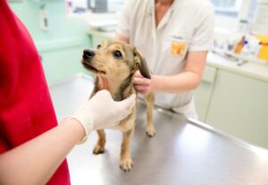 Keine OP nötig: Ein Hormonchip kann dem Hund ohne Narkose eingesetzt werden.