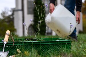 Der Botanische Garten berät jetzt kostenlos zum Thema Artenvielfalt.