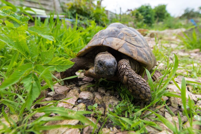 Nicht kuschelig, aber faszinierend: Eine Schildkröte zu halten ist aufwendig und anspruchsvoll. Foto: Benjamin Nolte/dpa-tmn