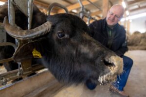 Auf dem Marienhof in Selters-Eisenbach betreibt Dirk Krämer eine Wasserbüffelzucht und einen Hofladen.