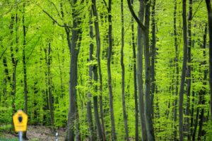 Wälder gelten seit Hunderten von Jahren als Kraftorte (Archivbild).